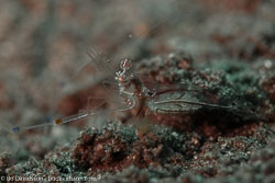BD-151224-Dauin-9617-Lysiosquillina-maculata-(Fabricius.-1793)-[Spearer-mantis-shrimp].jpg
